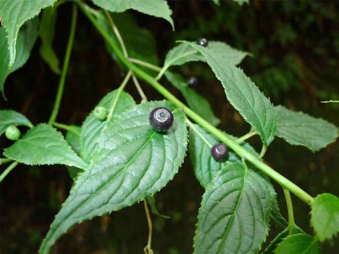 今期愉园拾青荚,可怜无数沈郎钱,今期愉园拾青荚,可怜无数沈郎钱是什么生肖