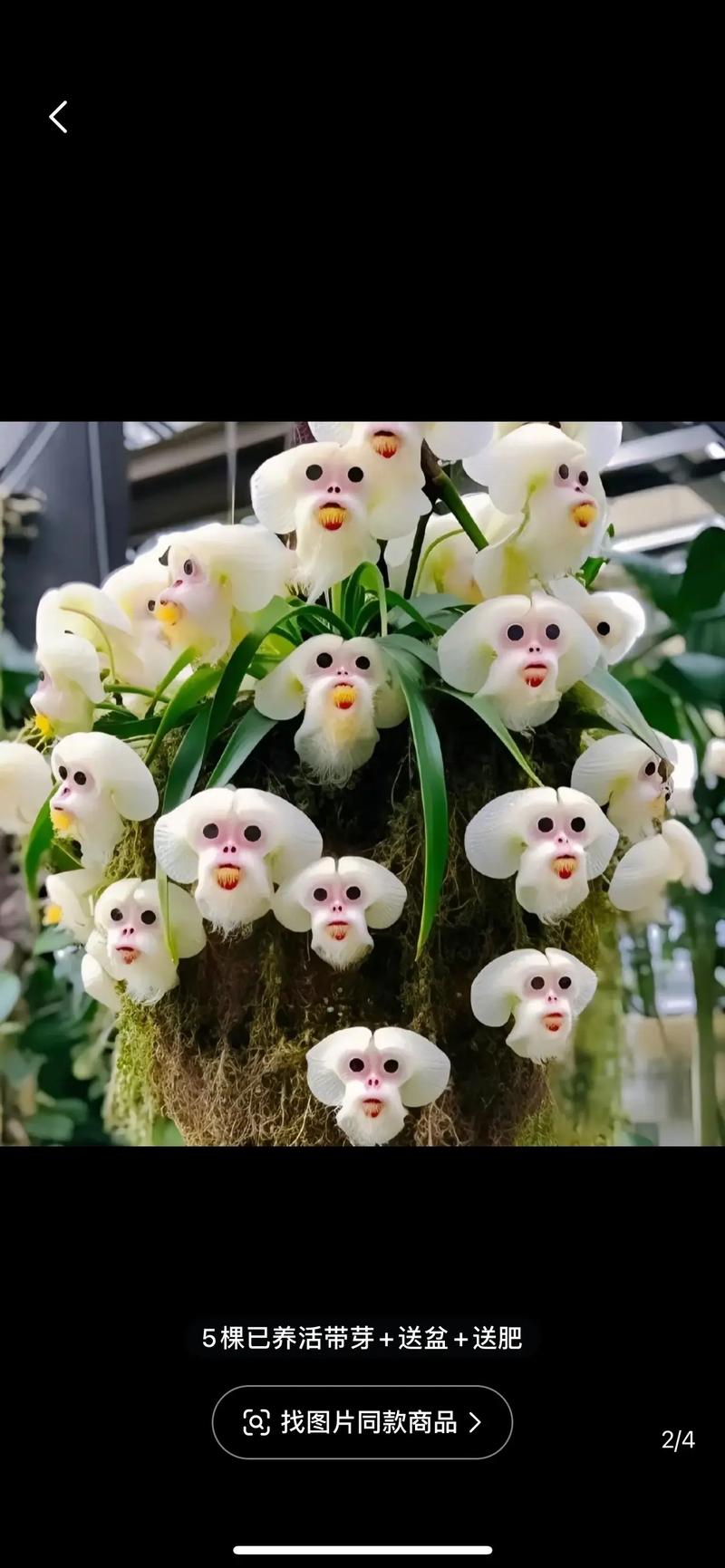 “奇异花草”打一正确的生肖的简单介绍