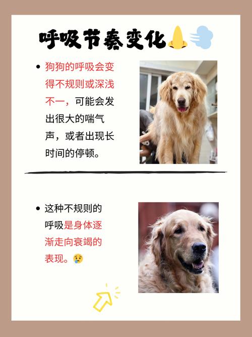 最佳答案是什么生肖动物忠犬的简单介绍