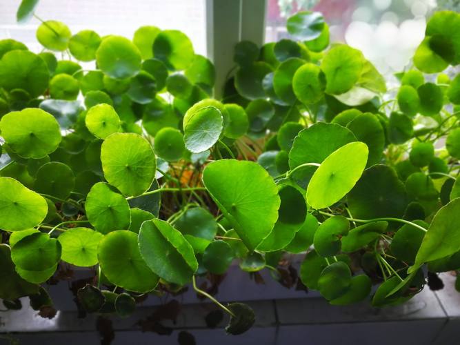 什么生肖招财花最好,12生肖对应的招财花