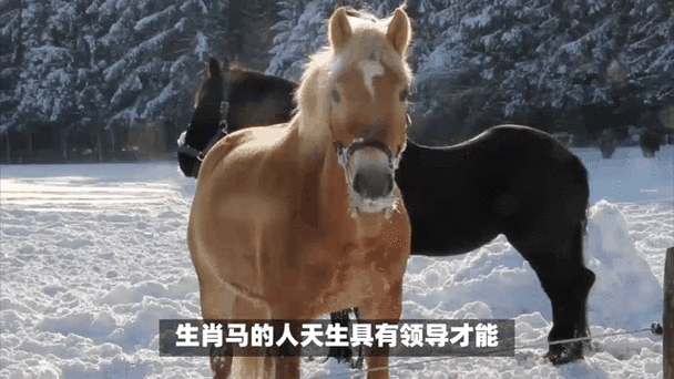 什么生肖最聪明绝顶的动物,什么生肖最聪明绝顶的动物呢