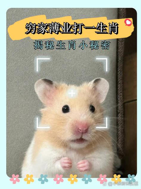 关于新打一生肖是什么动物的信息