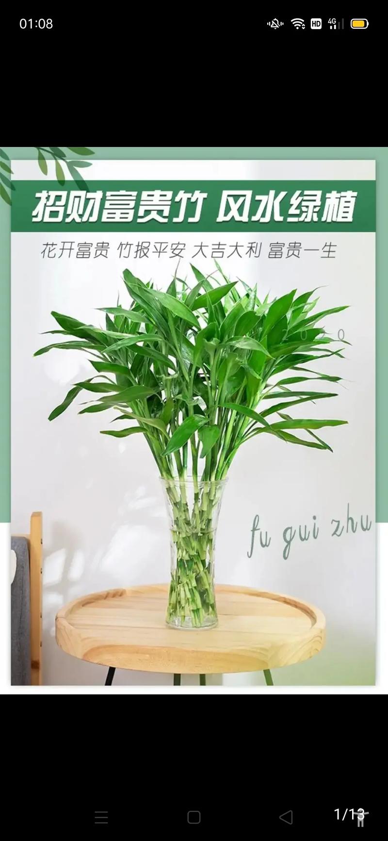 竹子节节高代表什么生肖,竹子节节高怎么养节节高怎么养 盆栽