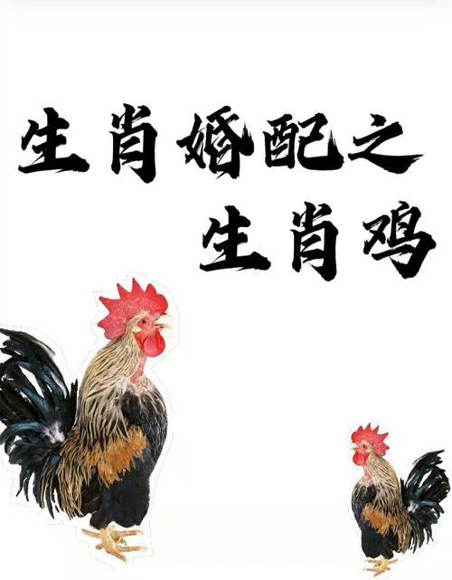 鸡跟什么生肖最配,鸡跟什么生肖最配对