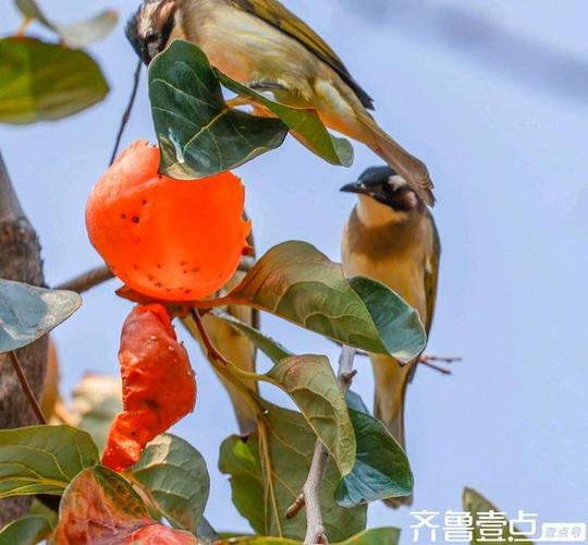 包含“枣树上结柿子”是什么生肖动物的词条