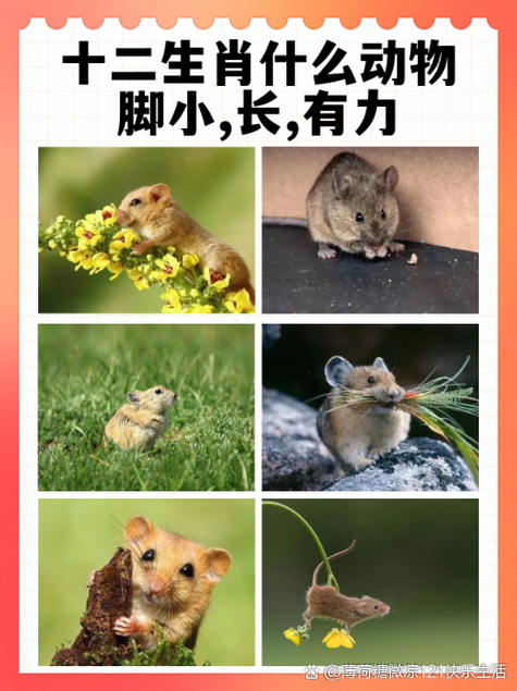 什么生肖最奇怪,十二生肖最奇怪的动物是什么动物