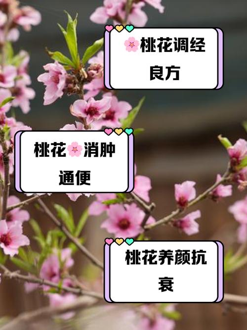 “落水的桃花”代表什么生肖,落水的桃花歇后语下一句是什么
