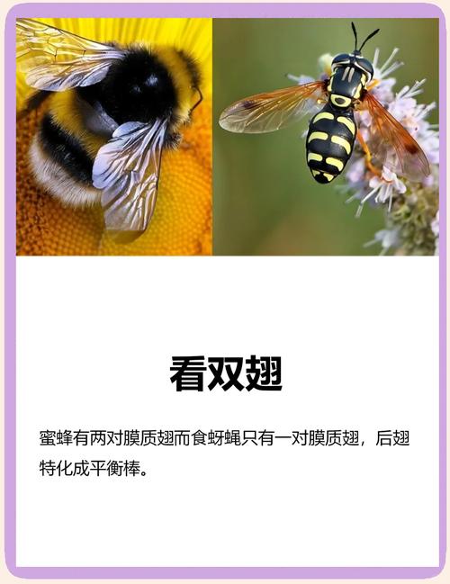 “蜜蜂”是代表哪个生肖,蜜蜂对应十二生肖中哪种动物