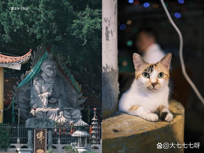 photograph,photograph和photo区别