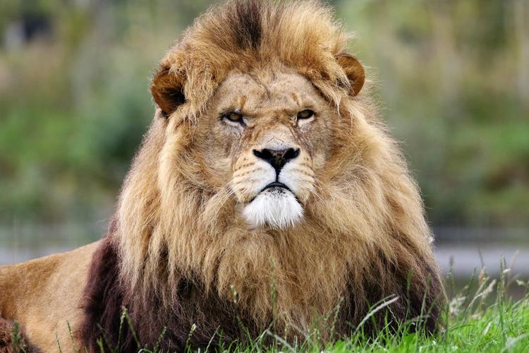 lion是哪个国家的,lion是哪个国家的动物