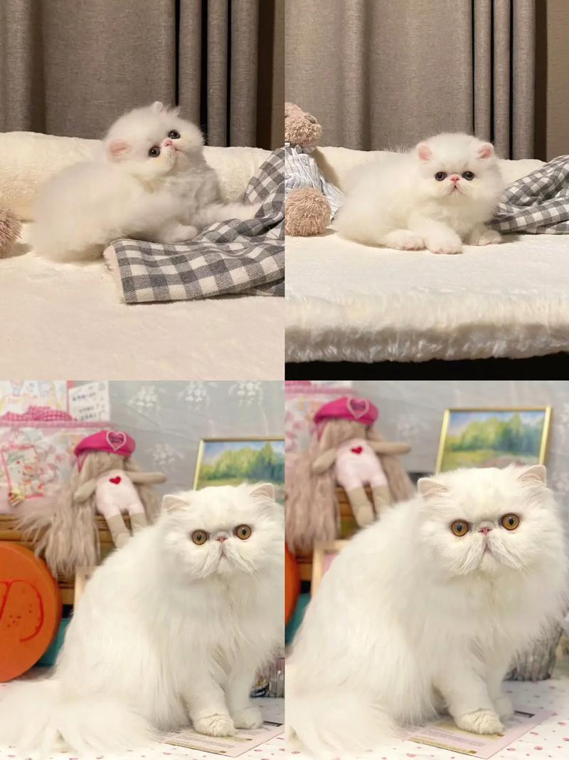 波次猫,波次猫虫子