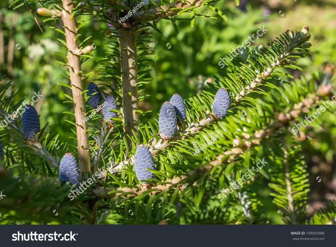 pine,pine tree