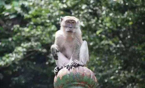[电报猴台词]电报猴台词是什么