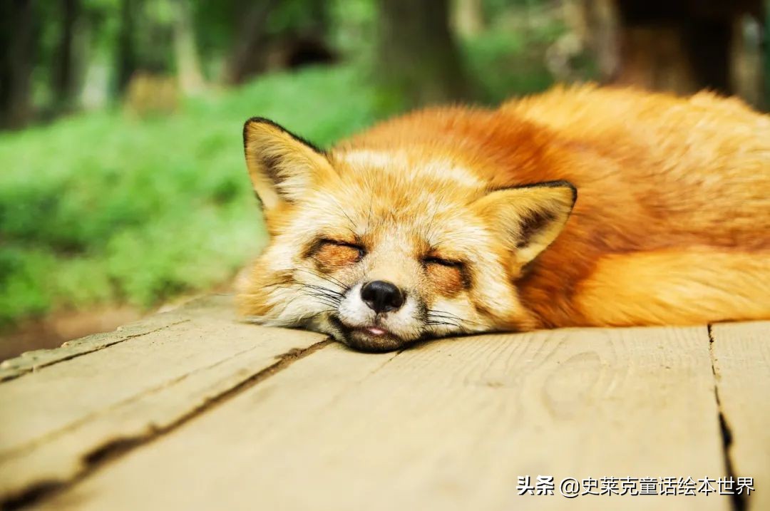 [狐狸多开]狐狸多开怎么不能用了