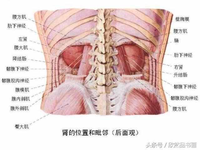 包含身体器官什么部位缩写是TG的词条