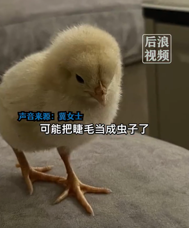 电报猴子骂人视频-电报猴原视频无消音