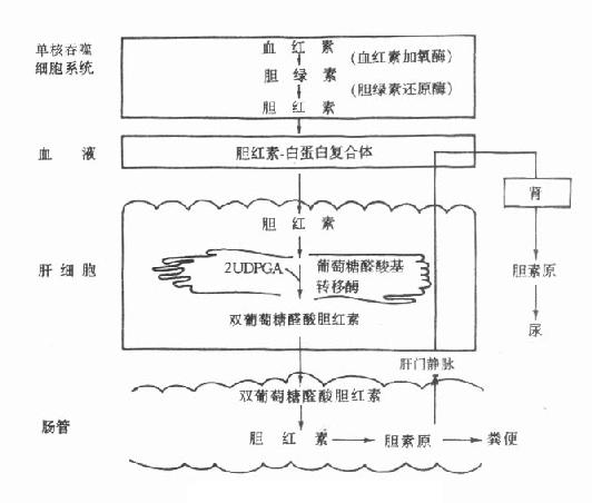 TG在生物化学中是什么意思的简单介绍