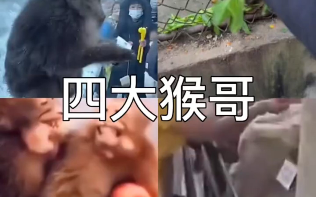 电报猴音频原声-电报猴原视频没有电音