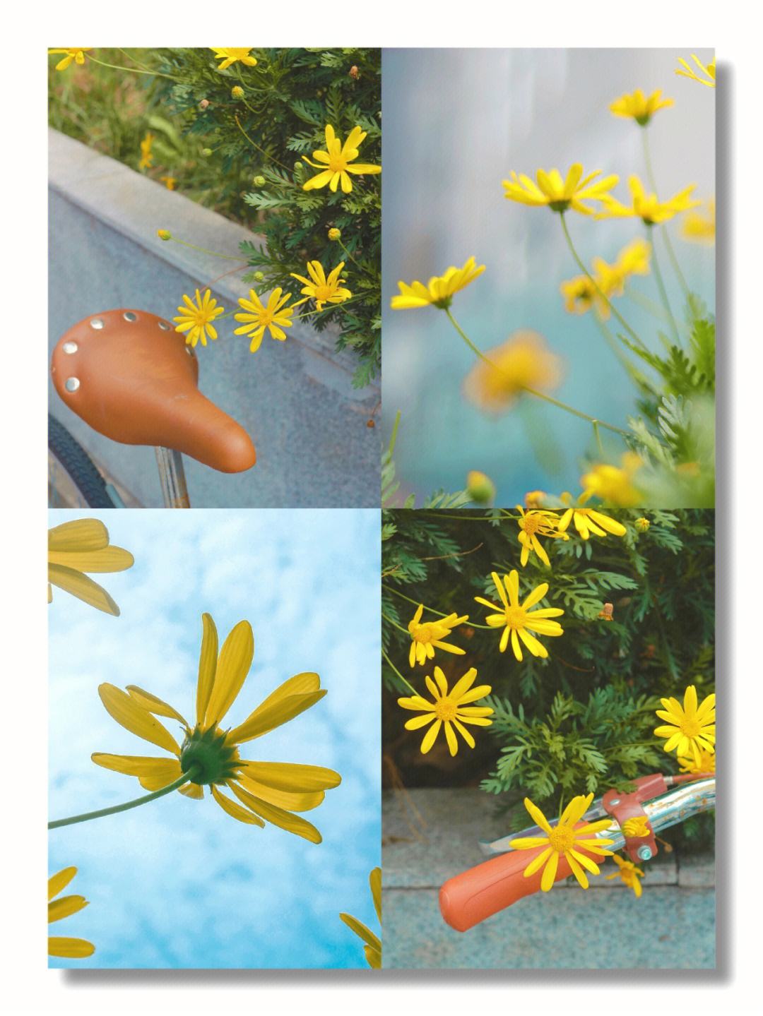 给你花app苹果版-给你花app苹果版下载官网
