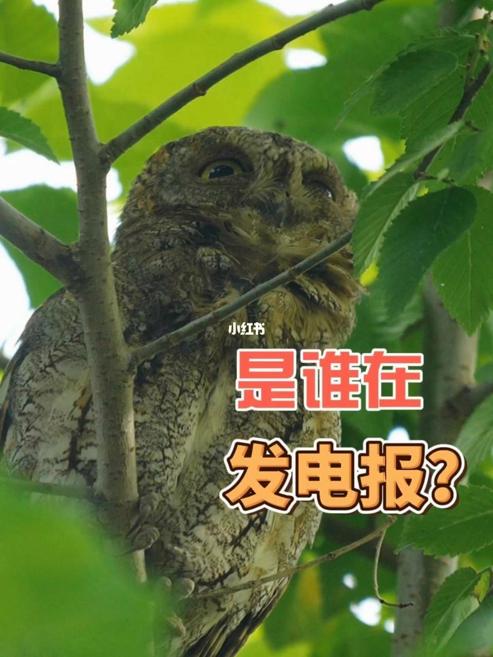 电报声音搞笑-电报声音铃声试听