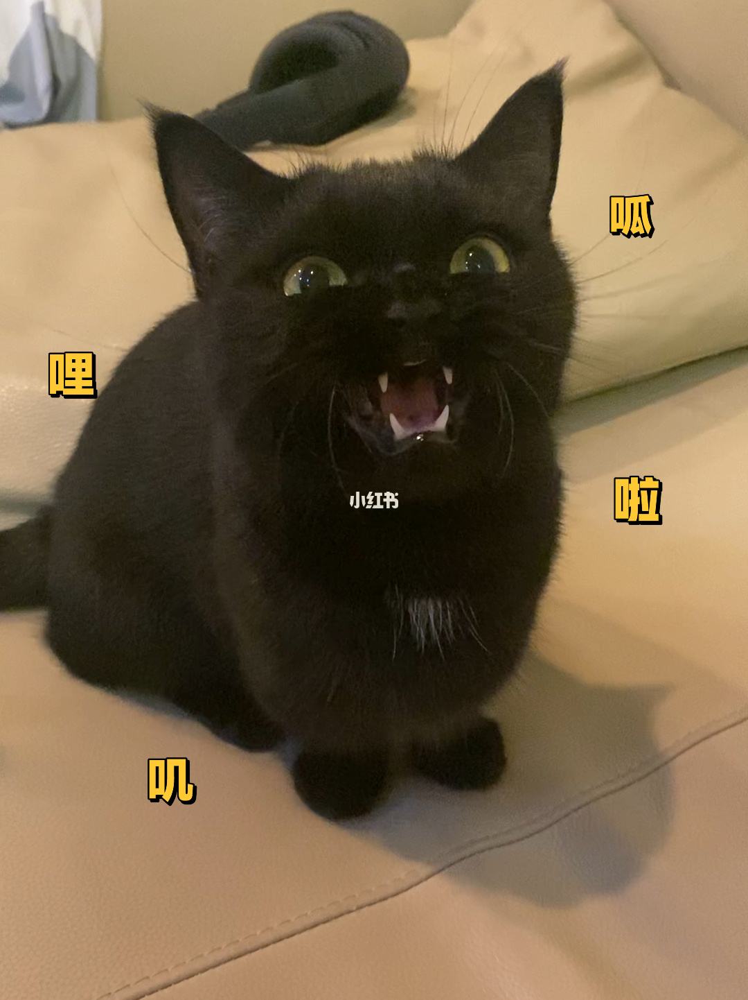 小猫发电报是什么意思-猫发电报的声音是什么情况
