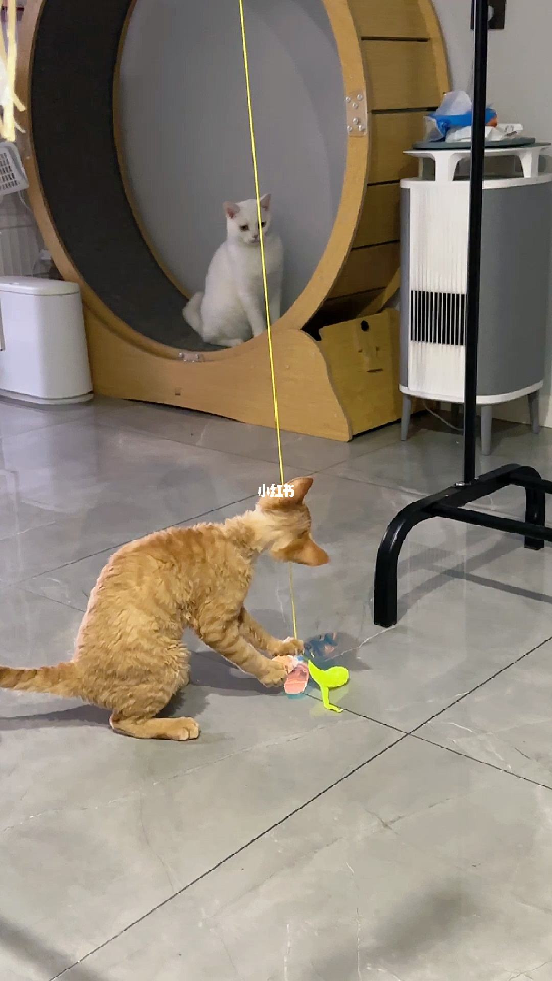 小猫发电报是什么意思-猫发电报的声音是什么情况
