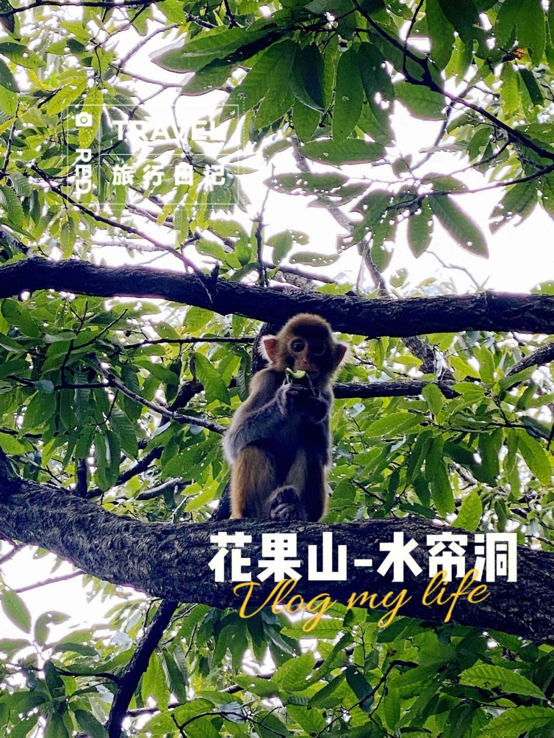 花果山电报猴无消音-花果山电报猴无消音原音
