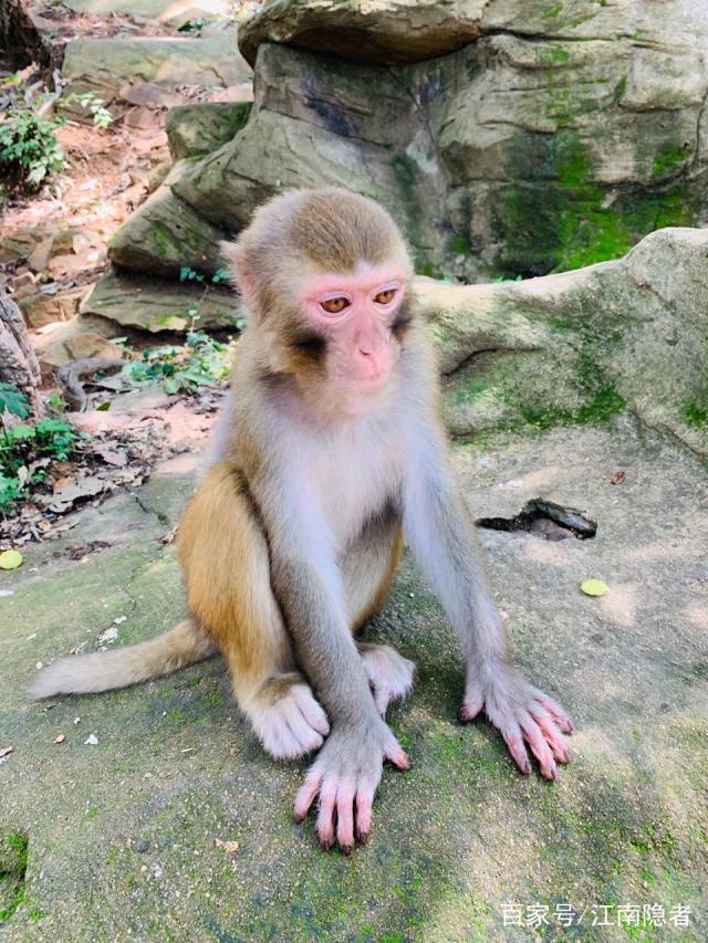 花果山电报猴消音视频-花果山电报侯无消音视频
