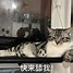 小狐狸品牌包包是哪个国家的-小狐狸品牌包包是哪个国家的牌子