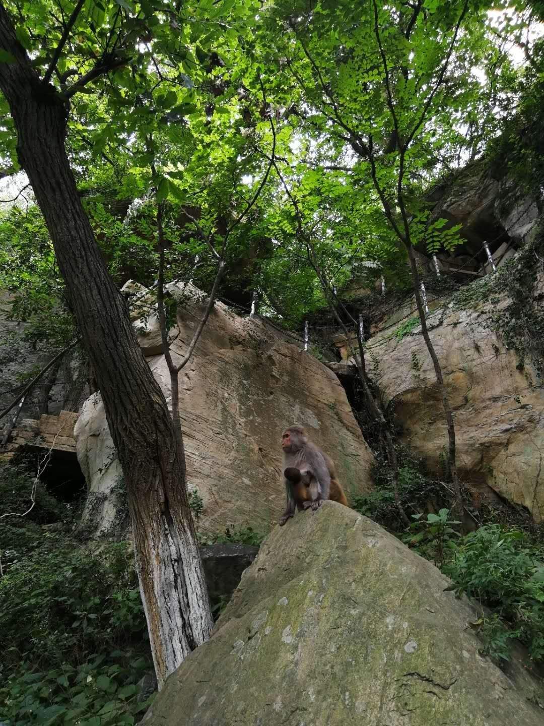 花果山电报猴原视频无消音-花果山电报猴原视频无消音皮皮虾