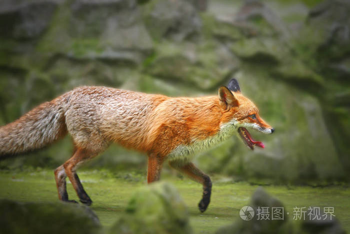红狐狸葡萄酒-狐狸和葡萄全文