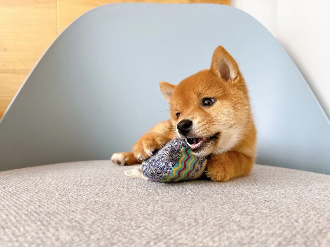 shibainu-shibainu读音