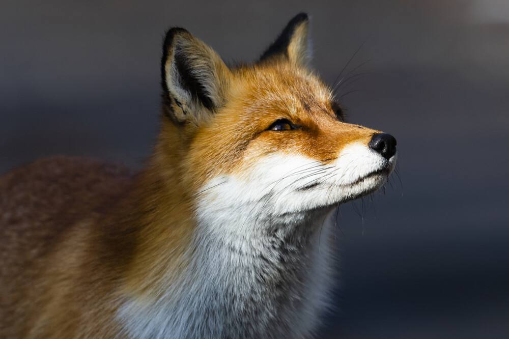 狐狸-狐狸是国家保护动物吗
