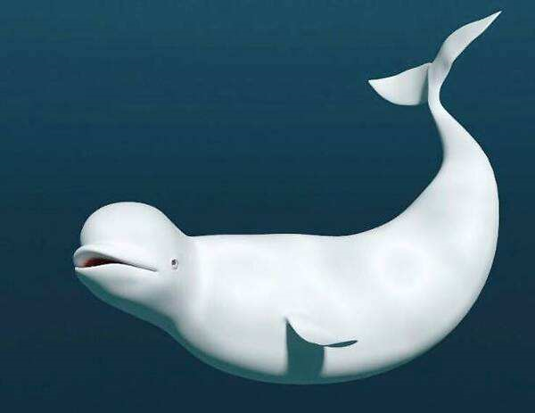 白鲸加速器-白鲸加速器官网是多少