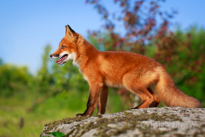 红狐狸葡萄酒-一只狐狸标志的红酒