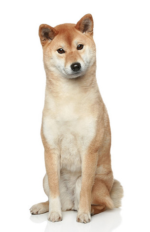 shibainu、失败null什么意思