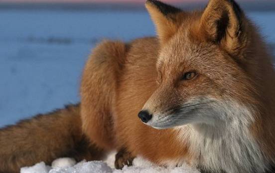 狐狸的繁殖方式是什么、狐狸的繁殖方式是什么样的