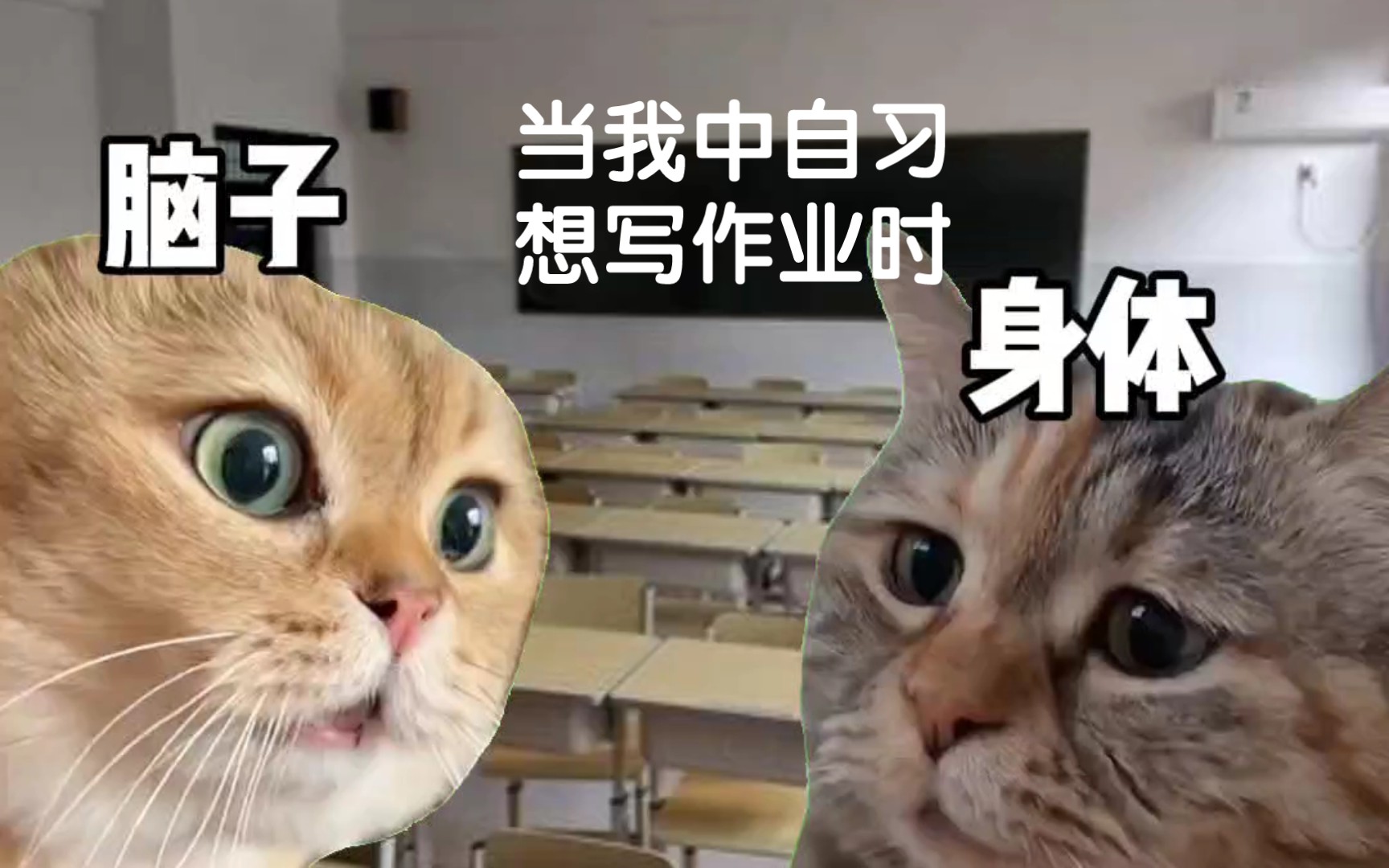intp官网壁纸、intp人格测试免费