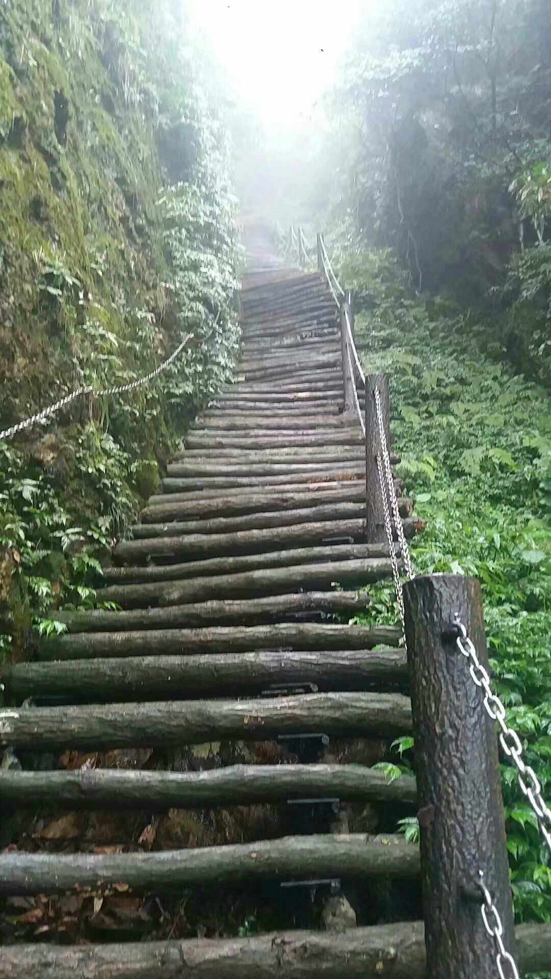七天上旺梯子,七天上望梯子几个登