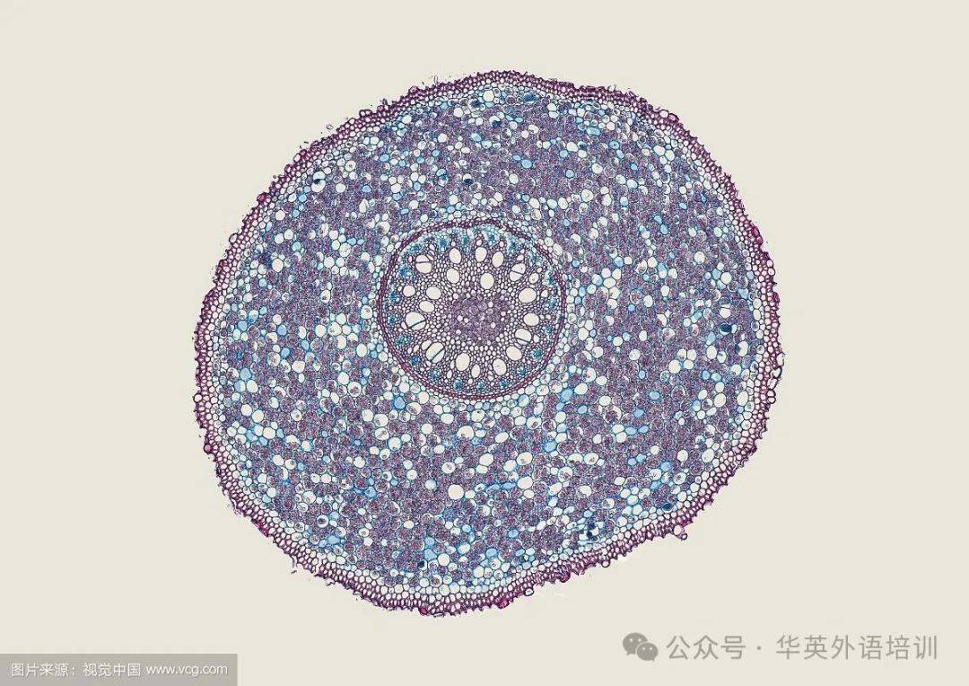 包含plastoidb的词条