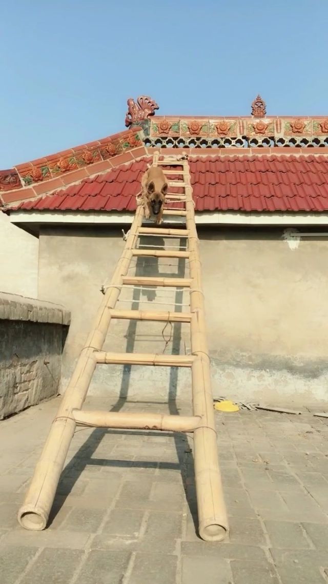 扛梯子是什么意思,扛着梯子的扛怎么写