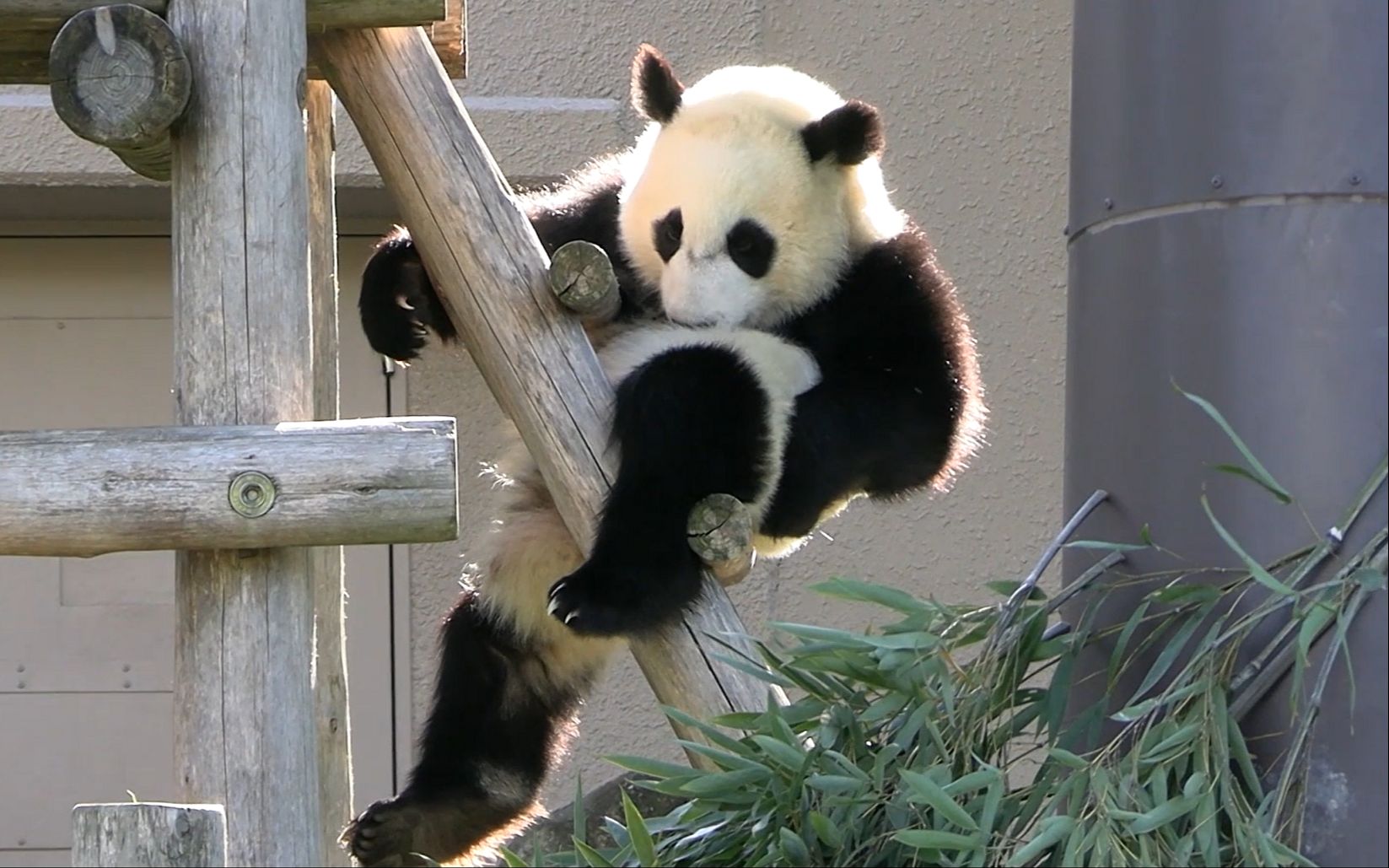 梯子panda,梯子panda好用吗