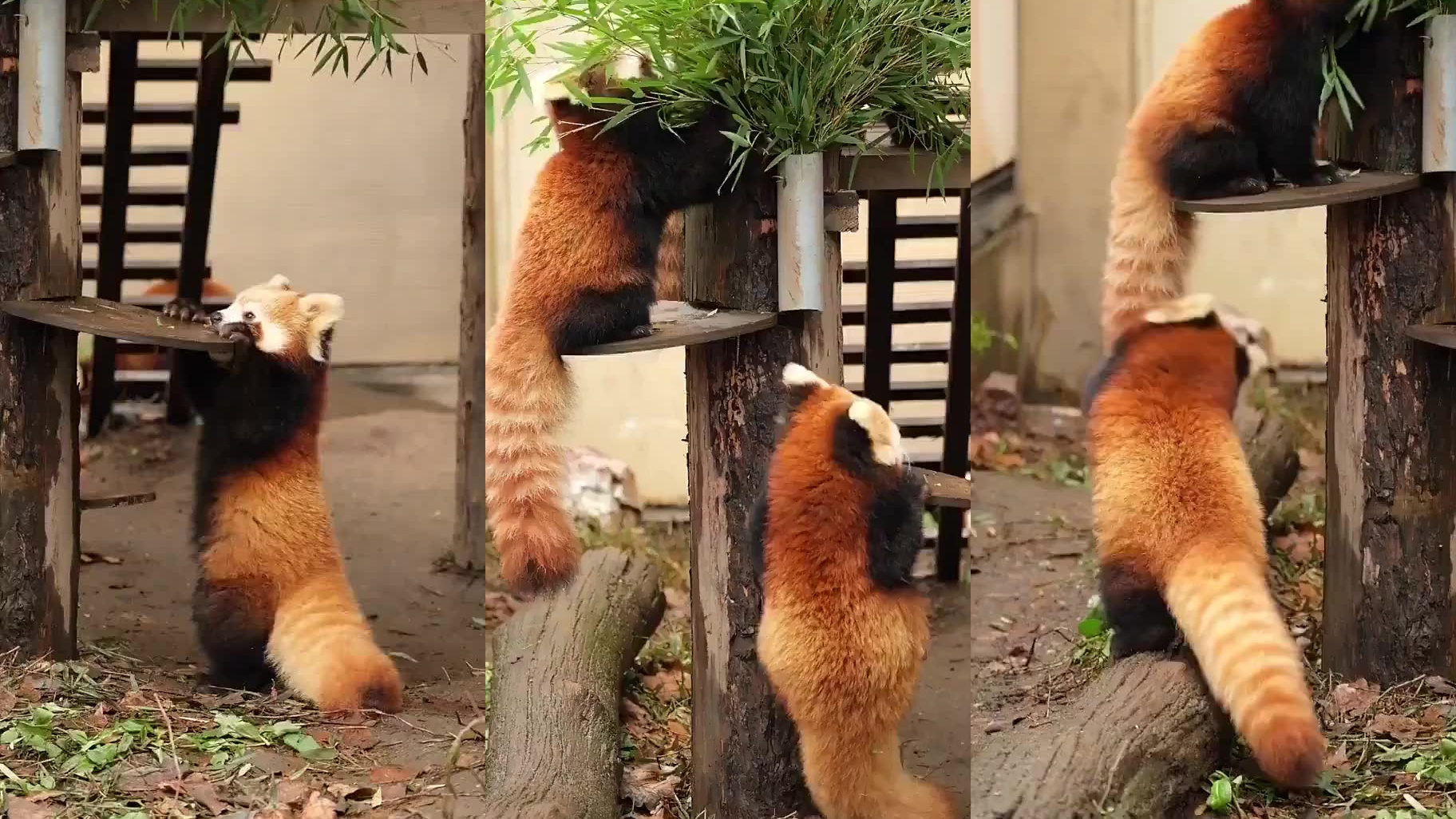 梯子panda,梯子panda好用吗