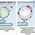 plastoglobuli,plastoglobulin