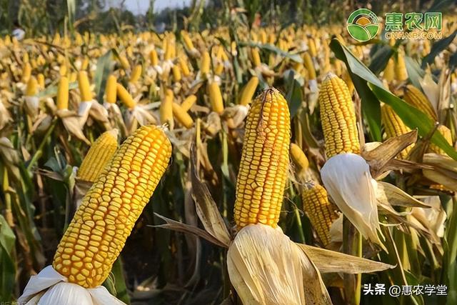 莱特币2025会涨到多少钱,2025有望翻十倍的低价股票