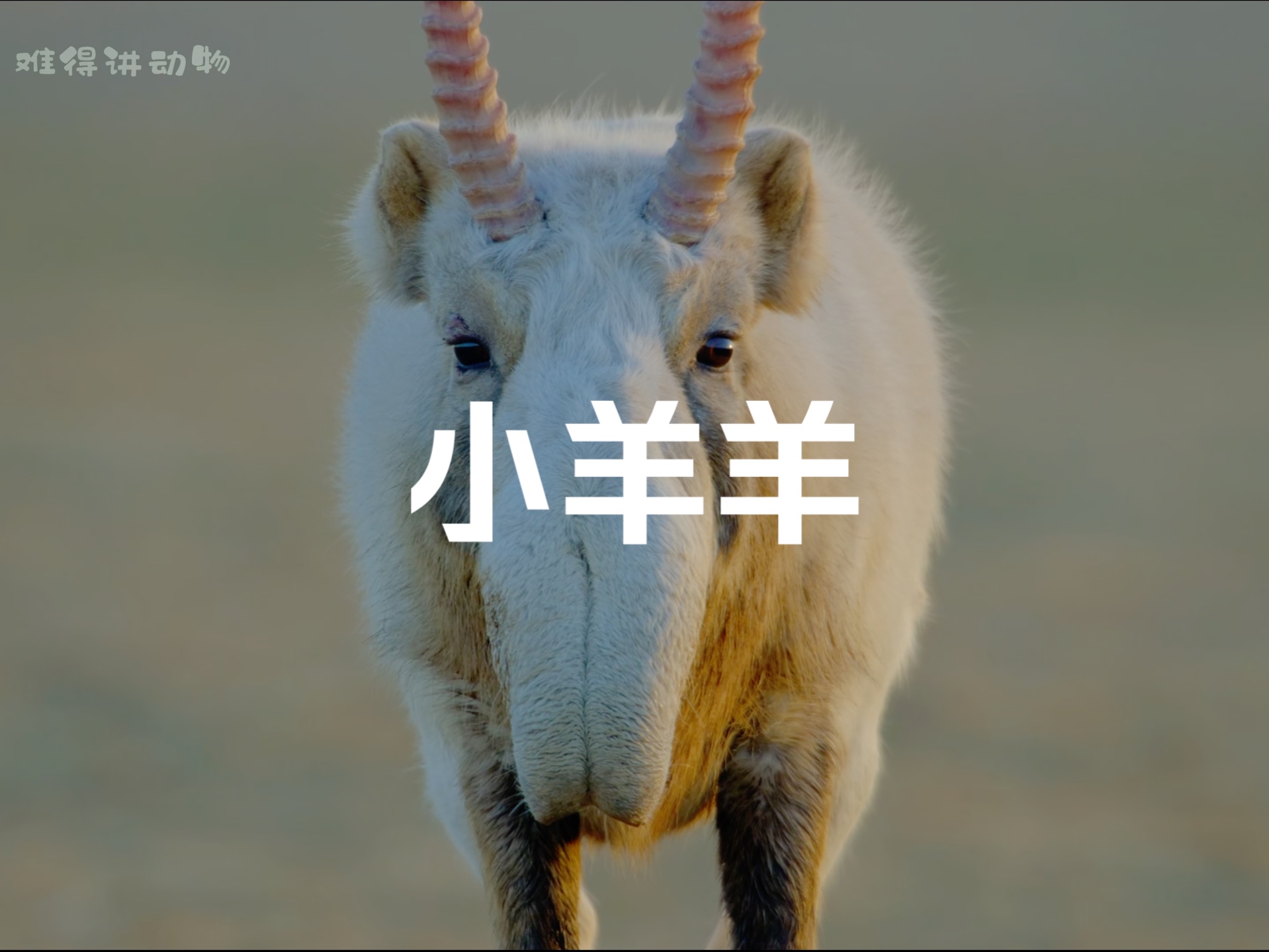 关于羊丑今期有玄机是什么意思的信息