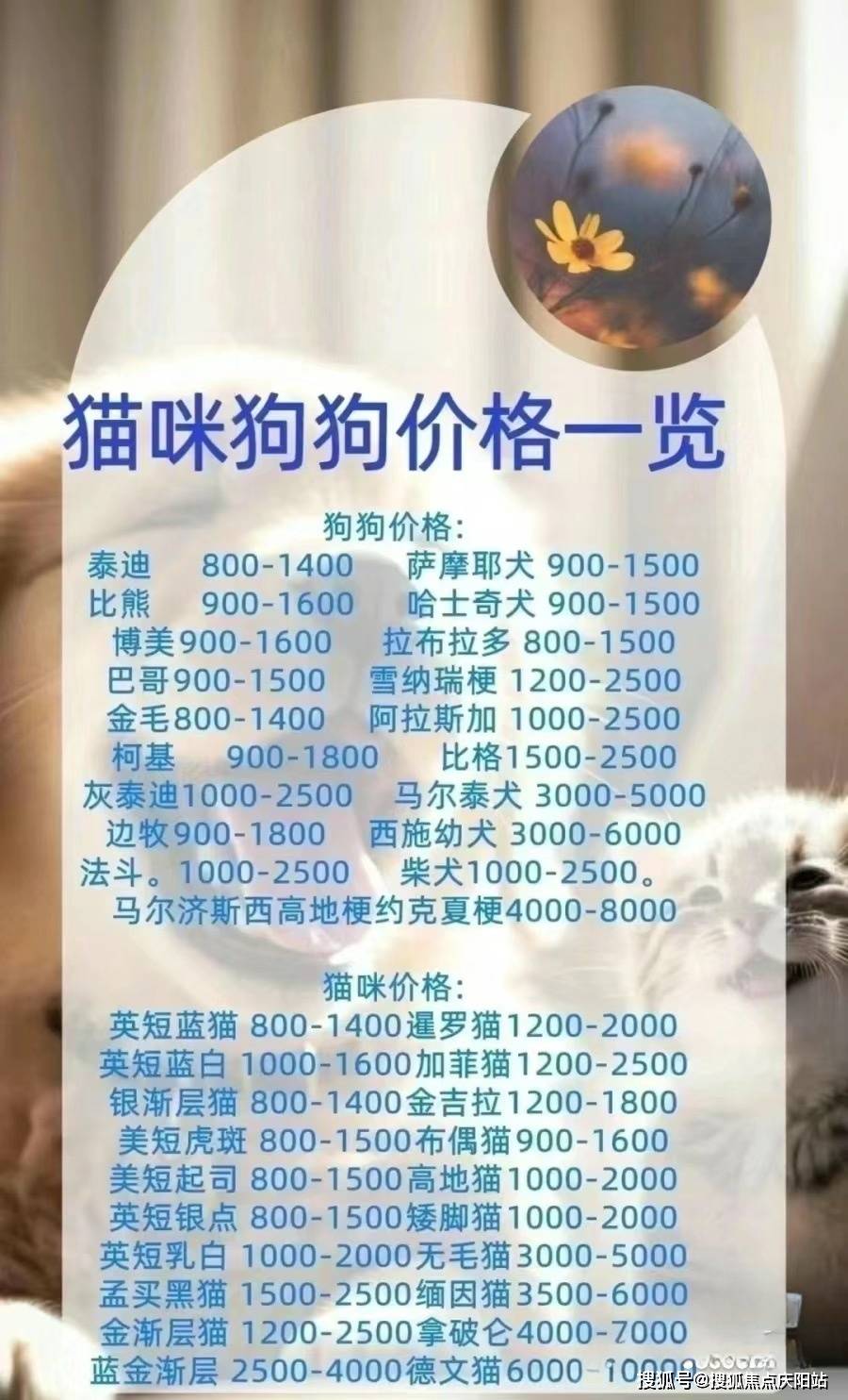 狗狗币美金价格,狗狗币美金价格行情