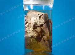 细羊足玄机开过什么,细羊足玄机是什么动物