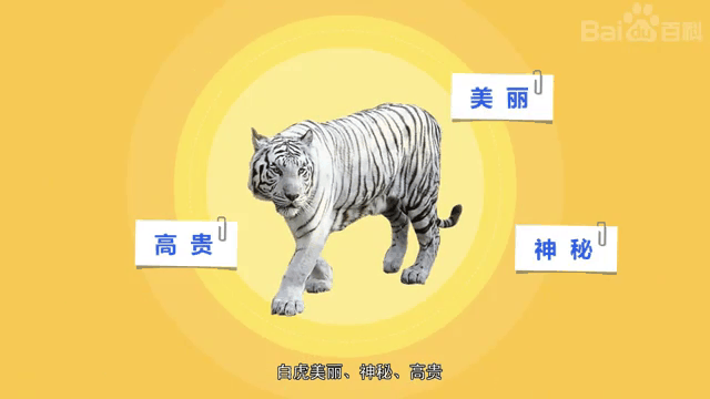 一清二白是指什么动物,一清二白是指什么动物生肖