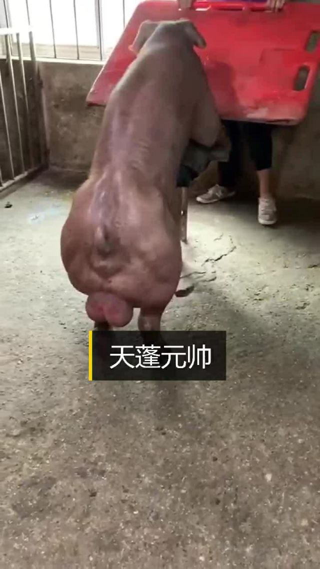 元帅打一正确动物数字的简单介绍